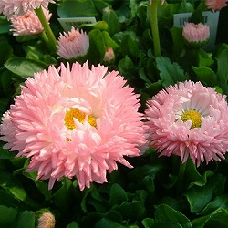 デージー：チロリアンデージー　ピンク3.5号ポット