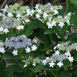 アジサイ：シンデレラ3.5号ポット