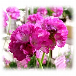 アルメリア：ビーズルビー3.5号ポット