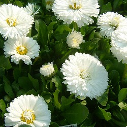 デージー：チロリアンデージー　ホワイト3.5号ポット4株セット