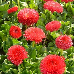 デージー：チロリアンデージー　レッド3.5号ポット4株セット