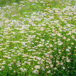 [送料無料]カモミール：ローマンカモミール3号ポット24株セット