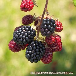 木いちご（キイチゴ）：ブラックベリー ジャンボ5号ポット