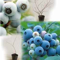 ブルーベリー：ラビットアイ系2種受粉樹セット4～5号苗（フクベリーとティフブルー）