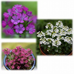 イワカラクサ（エリヌス・アルピナス）：2.5-3号ポット3色3株セット