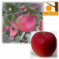 リンゴ2種受粉樹セット：ふじ（富士）と紅玉（こうぎょく）