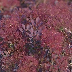 スモークツリー：ルブリフォリア4.5～5号ポット