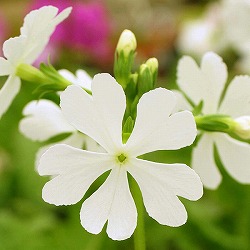 日本サクラソウ（桜草）：原種白花3号ポット