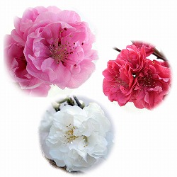 ほうき性花桃： 照手シリーズ3品種セット