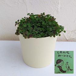 [26年1月中下旬予約]クローバー：四つ葉のクローバー・グリーン（しあわせ　みぃつけた）3.5号ポット