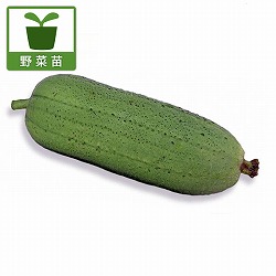 ナーベラー（食用ヘチマ）：味枕（あじまくら）自根苗3号ポット8株セット