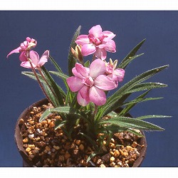 アッツザクラ（ロドヒポキシス）：桃花八重2.5号ポット