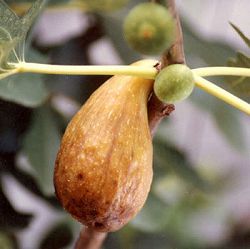 イチジク：ホワイトゼノア6号鉢植え