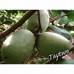 ポポー：タイトー（接木苗）5号ポット＊