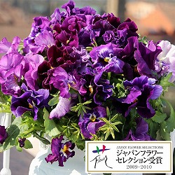 パンジー：ムーランフリルビオレッタ3.5号ポット3株セット