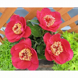 シャクヤク（芍薬）：みらい3.5号ポット