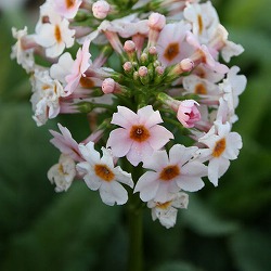 クリンソウ：アップルブロッサム3-3.5号ポット3株セット