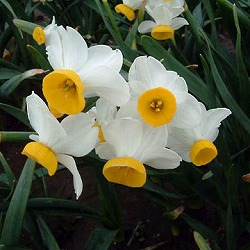 水仙:日本寒咲き水仙2球入り5袋セット