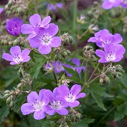 ゲラニウム：メイフラワー3.5号ポット2株セット