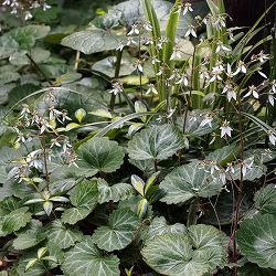 [送料無料]ユキノシタ（雪の下）3号ポット12株セット