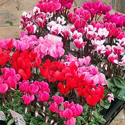 シクラメン(ミニシクラメン）：花色ミックス3号ポット4株セット*