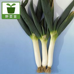 ネギ（葱）：下仁田ねぎ2.5－3号ポット[シモニタネギ　鍋料理や焼きネギに最適な太葱  根深　野菜の苗]