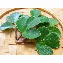 ハマボウフウ3号ポット2株セット