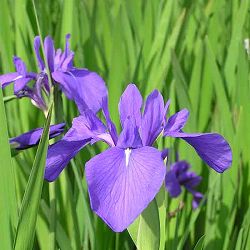 [26年3月中下旬予約]カキツバタ（杜若）3号ポット