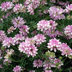 クラウンベッチ3-3.5号ポット2株セット