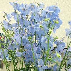 デルフィニウム：アクティア3.5号ポット3株セット