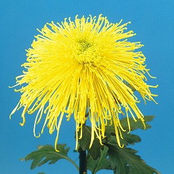 [26年4月上旬予約]大菊管物（くだもの）：清見の入船（黄系）2.5号ポット