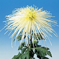 [26年4月上旬予約]大菊管物（くだもの）：清見の春雨（白系）2.5号ポット