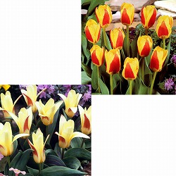 早咲きミニチューリップ：3球植え2種セット