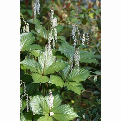 ヒトリシズカ（一人静）：ガビサンヒトリシズカ3.5号ポット