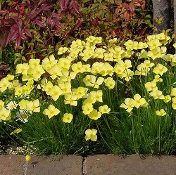 エスコルチア：ミニチュアサンデュ3号ポット