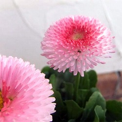 デージー：タッソー ストロベリー＆クリーム3-3.5号ポット