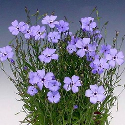 ビスカリア：ブルーエンジェル3号ポット3株セット