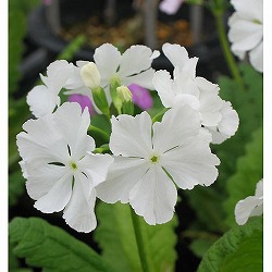 日本サクラソウ（桜草）：白蝶の契（はくちょうのちぎり）3号ポット