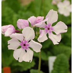 日本サクラソウ（桜草）：小町桜（こまちざくら）3号ポット