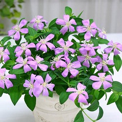 ノボタン：フルフル5号鉢植え