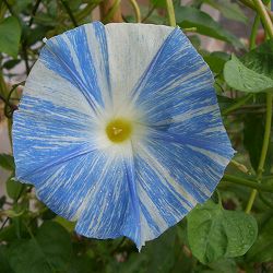 アサガオ（イポメア）：西洋朝顔フライングソーサー2.5号ポット3株セット