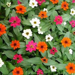 [送料無料]ジニア：プロフュージョンおまかせ花色ミックス3号ポット28株セット