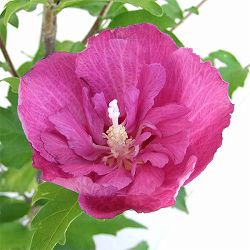 ムクゲ（槿）：ヒカリハナガサ（光花笠）3号ポット