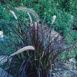 パープルファウンテングラス3号ポット2株セット*