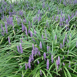 ヤブラン（リリオペ）：ライラックビューティー3号ポット 6株セット