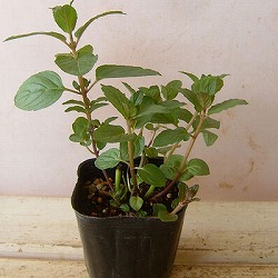 ミント：キャンディーミント3号ポット12株セット