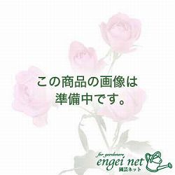 ニオイゼラニウム：レモンバーム3号ポット