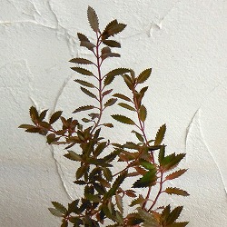 ハロラゲス2.5号ポット