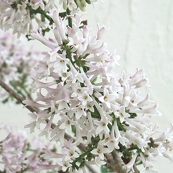 [26年2月中下旬予約]ヒメライラック（わい性ライラック）：ミスキム4～4.5号ポット