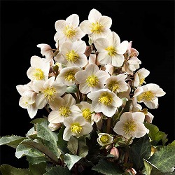 クリスマスローズ（原種交配）：*HGCシューティングスター4.5号ポット